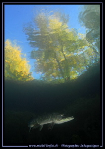 The Pike and the Tree... :O)... by Michel Lonfat 